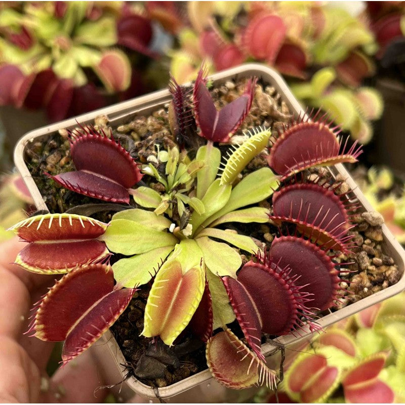Dionaea muscipula 'Big Mouth' | Seller's Choice, Hong Kong Collection