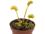 Dionaea muscipula 'FTS Towering Giant' TC | Seller's Choice, Hainan Collection