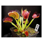 Dionaea muscipula 'G14 hybr' | Seller's Choice, Hong Kong Collection