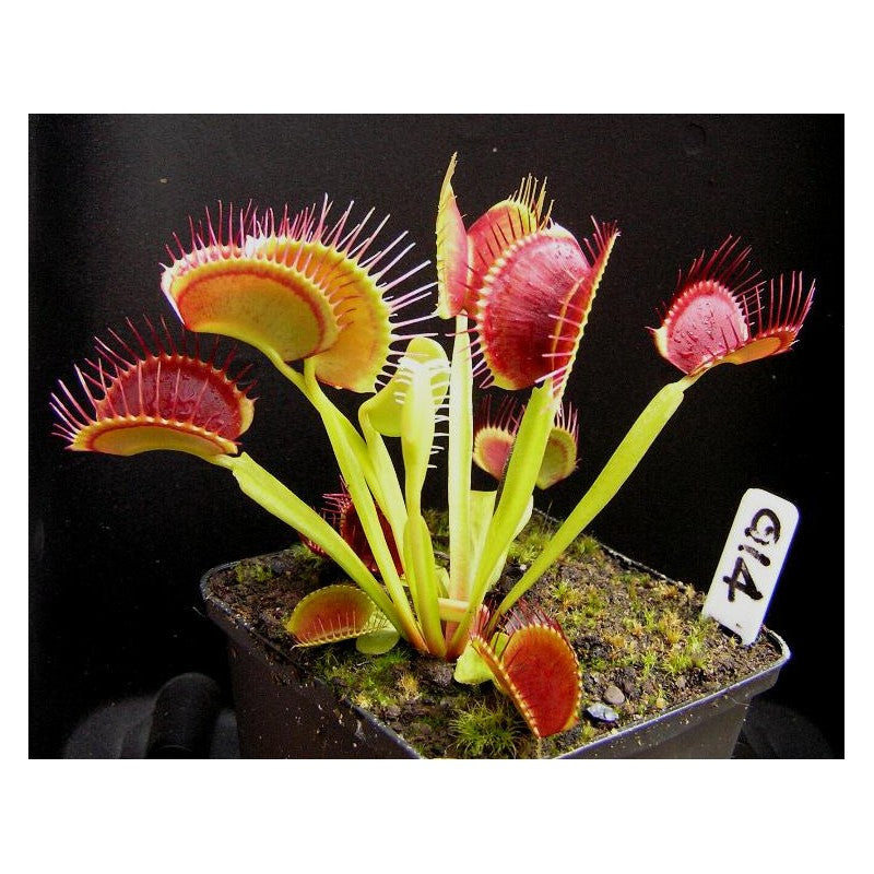 Dionaea muscipula 'G14 hybr' | Seller's Choice, Hong Kong Collection