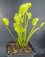 Dionaea muscipula 'Spider' TC | Seller's Choice, Hainan Collection