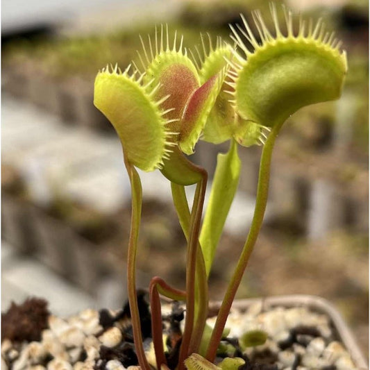 Dionaea muscipula 'Spider' | Seller's Choice, Hong Kong Collection