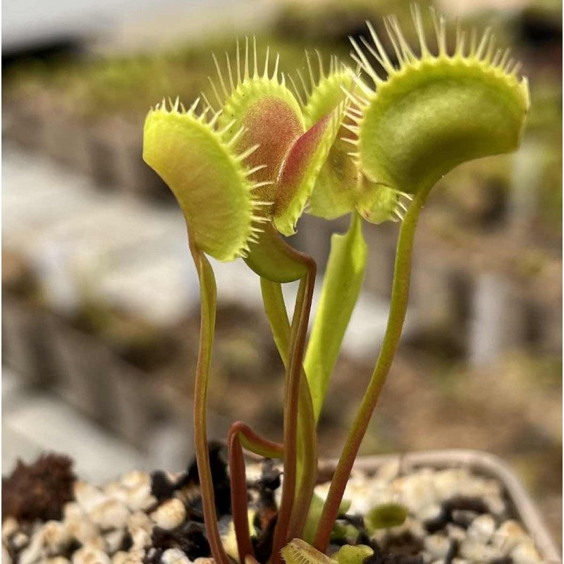 Dionaea muscipula 'Spider' | Seller's Choice, Hong Kong Collection