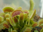 Dionaea muscipula 'Typical' | Seller's Choice, Hong Kong Collection