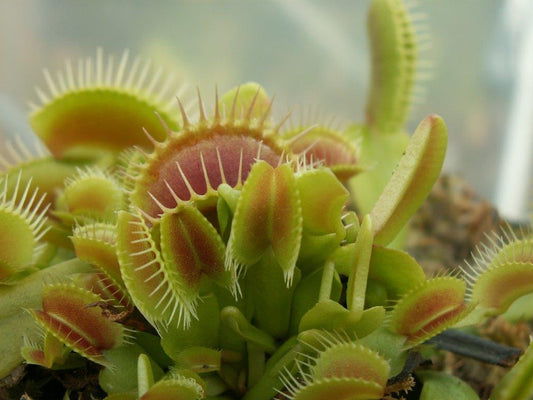 Dionaea muscipula 'Typical' | Seller's Choice, Hong Kong Collection