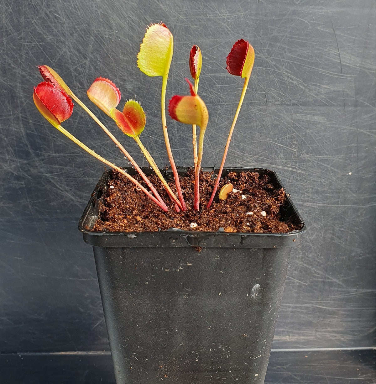 Dionaea muscipula 'Korean Melody Shark' TC | Seller's Choice, Hainan Collection