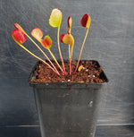 Dionaea muscipula 'Korean Melody Shark' TC | Seller's Choice, Hainan Collection