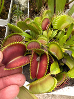 Dionaea muscipula 'Giant Traps' | Seller's Choice, Hong Kong Collection