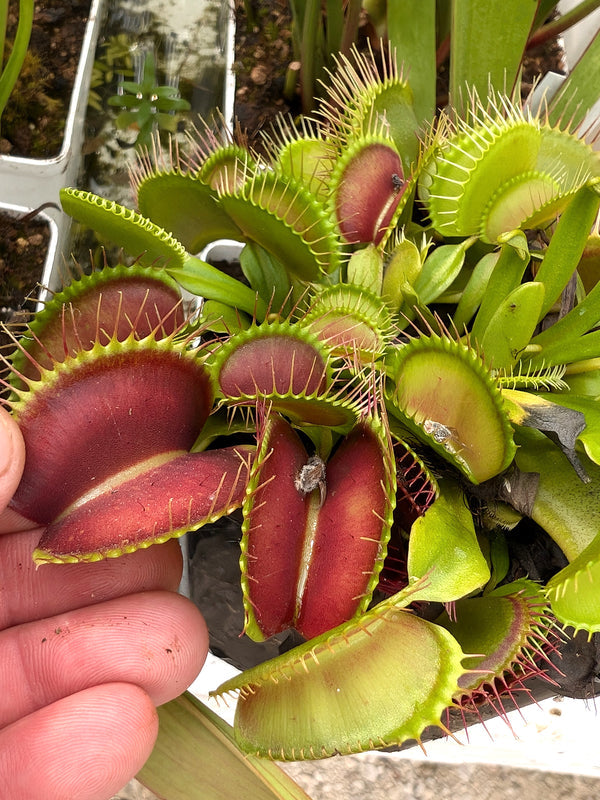 Dionaea muscipula 'Giant Traps' | Seller's Choice, Hong Kong Collection