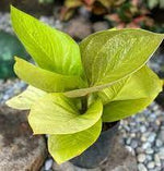 Anthurium jenmanii 'Golden' | Seller's Choice, Hainan Collection