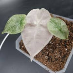 Alocasia Polly Mint Pink Variegated TC | Grower's Choice, Foshan Collection