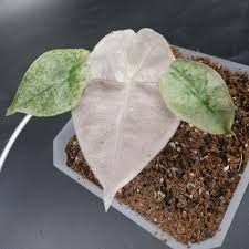 Alocasia Polly Mint Pink Variegated TC | Grower's Choice, Foshan Collection