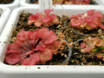 Drosera falconeri | Seller's Choice, Hong Kong Collection