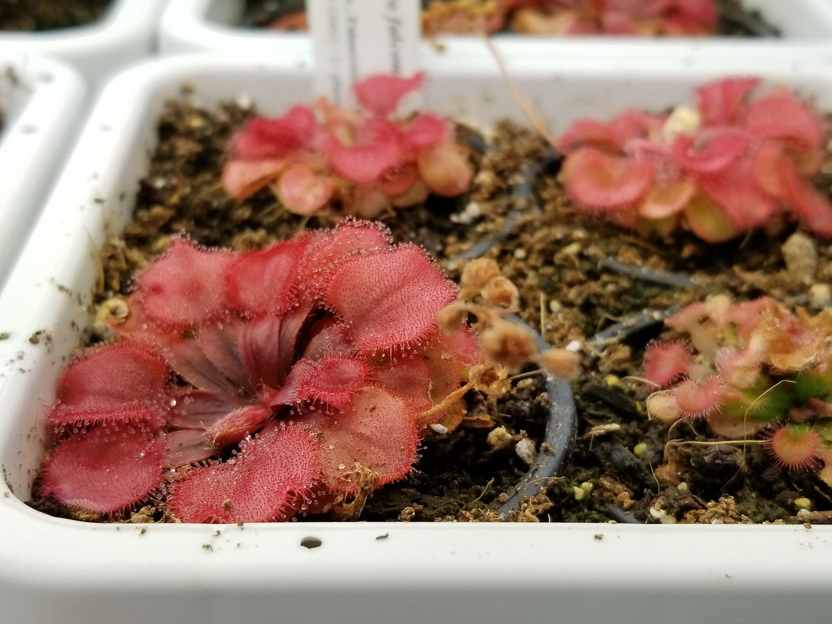 Drosera falconeri | Seller's Choice, Hong Kong Collection