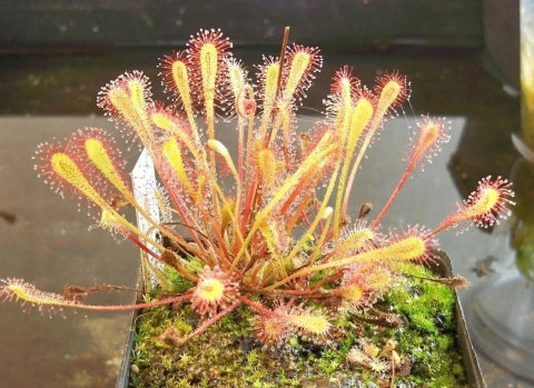 Drosera nidiformis | Seller's Choice, Hong Kong Collection