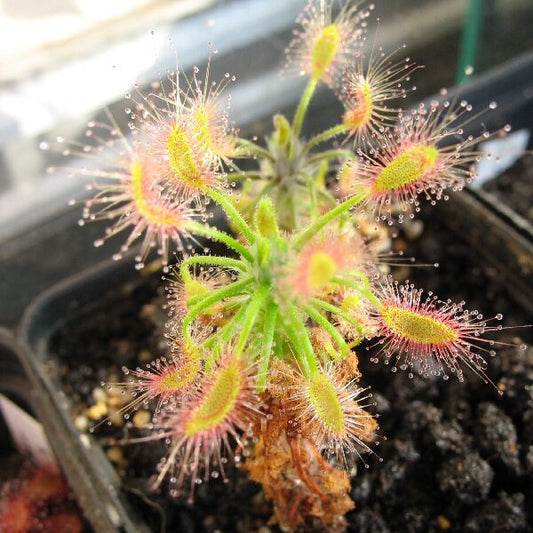 Drosera scorpioides | Seller's Choice, Hong Kong Collection