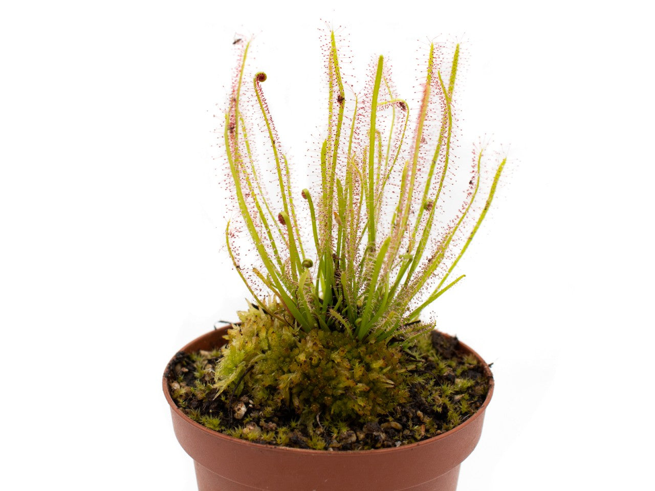 Drosera x hybrida | Seller's Choice, Hong Kong Collection