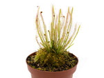 Drosera x hybrida | Seller's Choice, Hong Kong Collection