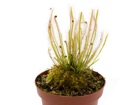 Drosera x hybrida | Seller's Choice, Hong Kong Collection