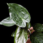 Alocasia 'Wentii' | Seller's Choice, Hong Kong Collection