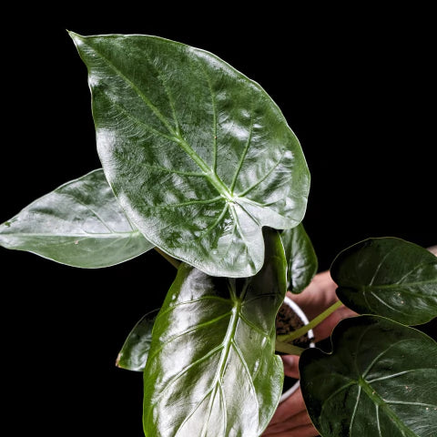 Alocasia 'Wentii' | Seller's Choice, Hong Kong Collection