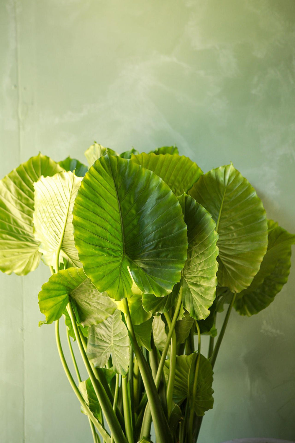 Alocasia 'California' | Seller's Choice, Hainan Collection