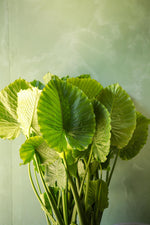 Alocasia 'California' | Seller's Choice, Hainan Collection