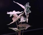 Alocasia Nobilis Variegated TC | Grower's Choice, Foshan Collection