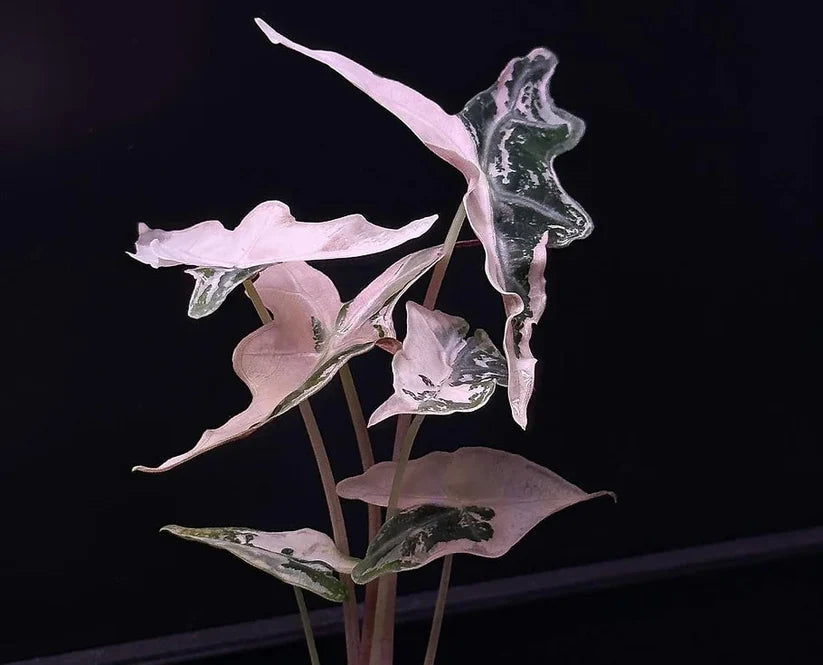 Alocasia Nobilis Variegated TC | Grower's Choice, Foshan Collection
