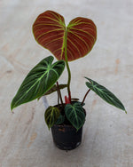 Philodendron EI Choco Red | Seller's Choice, Hainan Collection