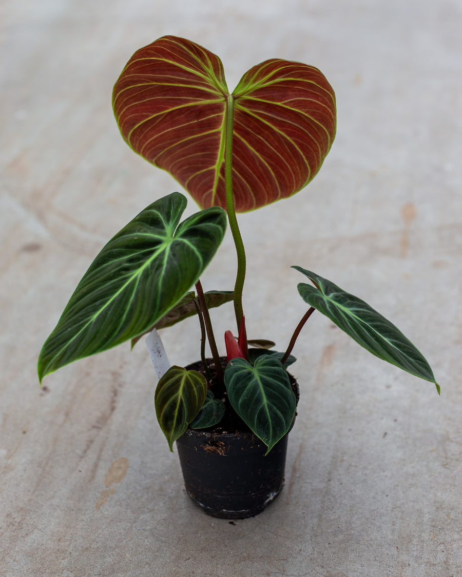 Philodendron EI Choco Red | Seller's Choice, Hainan Collection