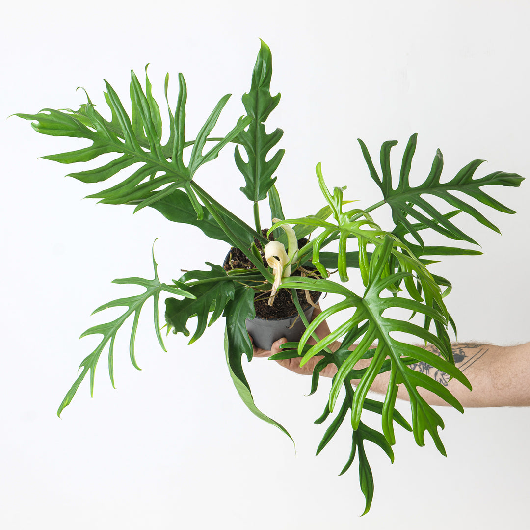 Philodendron elegans | Seller's Choice, Hainan Collection