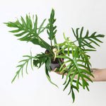 Philodendron elegans | Seller's Choice, Hainan Collection
