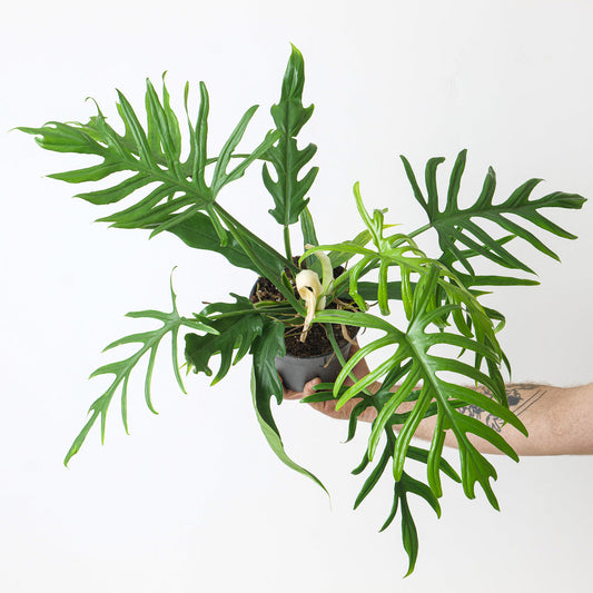 Philodendron elegans | Seller's Choice, Hainan Collection