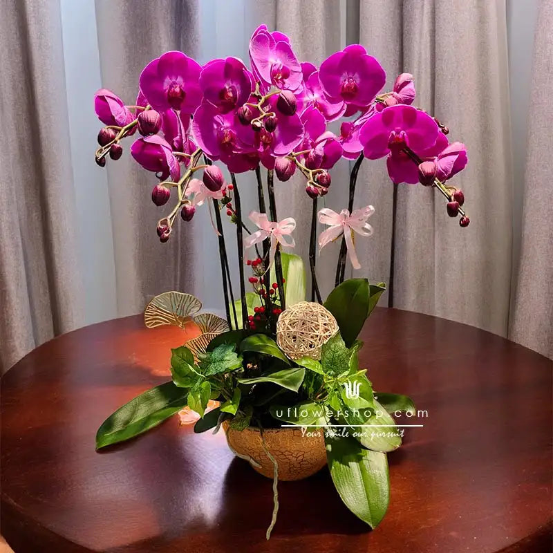 Phalaenopsis 'Purple Butterfly' | Seller's Choice, Hong Kong Collection
