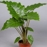 Alocasia Portadora' | Seller's Choice, Hong Kong Collection