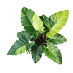 Philodendron Jungle Fever | Seller's Choice, Hong Kong Collection