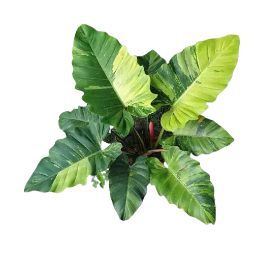 Philodendron Jungle Fever | Seller's Choice, Hong Kong Collection