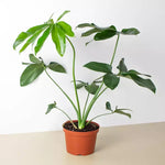 Philodendron goeldii | Seller's Choice, Hong Kong Collection