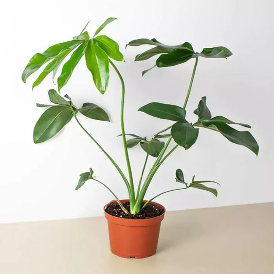 Philodendron goeldii | Seller's Choice, Hong Kong Collection