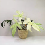 Philodendron 'Florida Ghost Mint' | Seller's Choice, Hong Kong Collection
