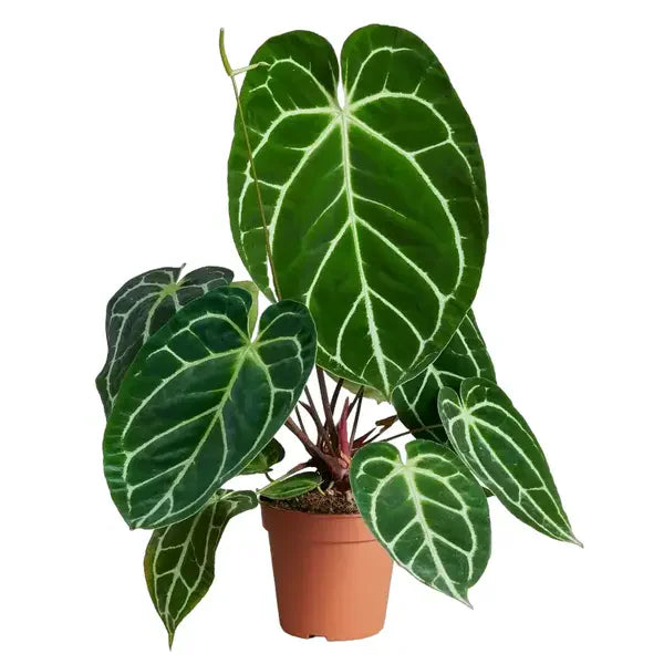 Anthurium Crystallinum | Seller's Choice, Hainan Collection