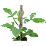 Philodendron applanatum | Seller's Choice, Hainan Collection