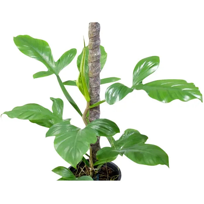 Philodendron applanatum | Seller's Choice, Hainan Collection