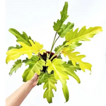 Philodendron selloum 'Xanadu Golden' | Seller's Choice, Hainan Collection