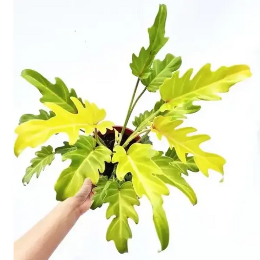 Philodendron selloum 'Xanadu Golden' | Seller's Choice, Hainan Collection
