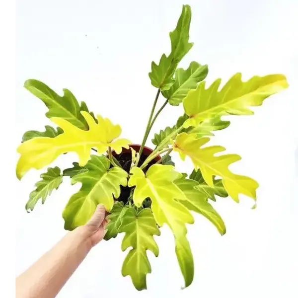 Philodendron selloum 'Xanadu Golden' | Seller's Choice, Hainan Collection