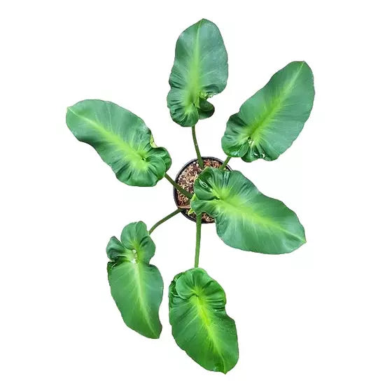Philodendron rugosum aberrant form | Seller's Choice, Hainan Collection