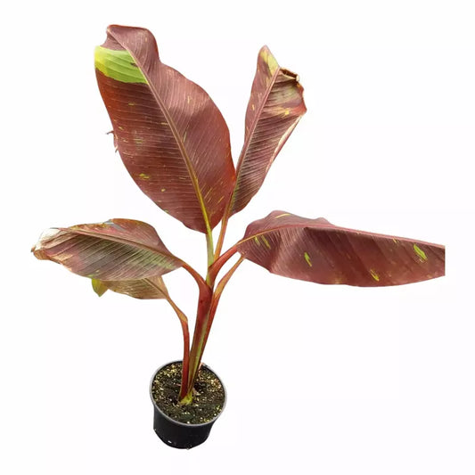 Musa 'Siam Ruby' | Seller's Choice, Hong Kong Collection