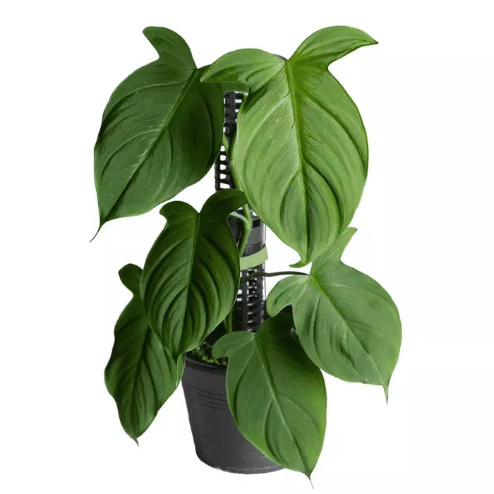 Philodendron Camposportoanum/Barrosoanum | Seller's Choice, Hong Kong Collection